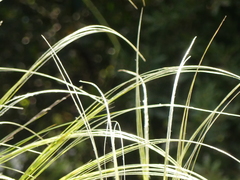 Stipa austroitalica