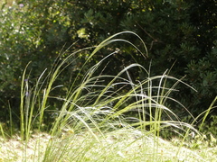Stipa austroitalica