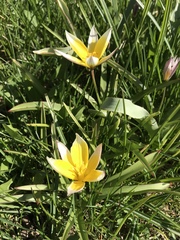 Tulipa urumiensis