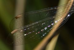 Lestes spatula