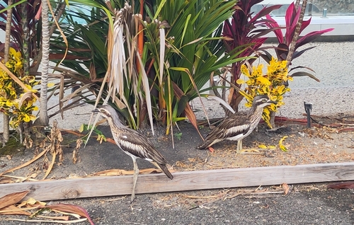Bush Stone-curlew