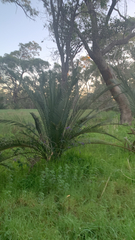 Macrozamia fraseri, photograph (c) Millie Brady, some rights reserved (CC BY)