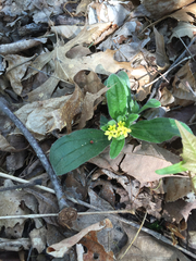 Lithospermum tuberosum