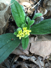 Lithospermum tuberosum