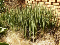 Sansevieria pearsonii