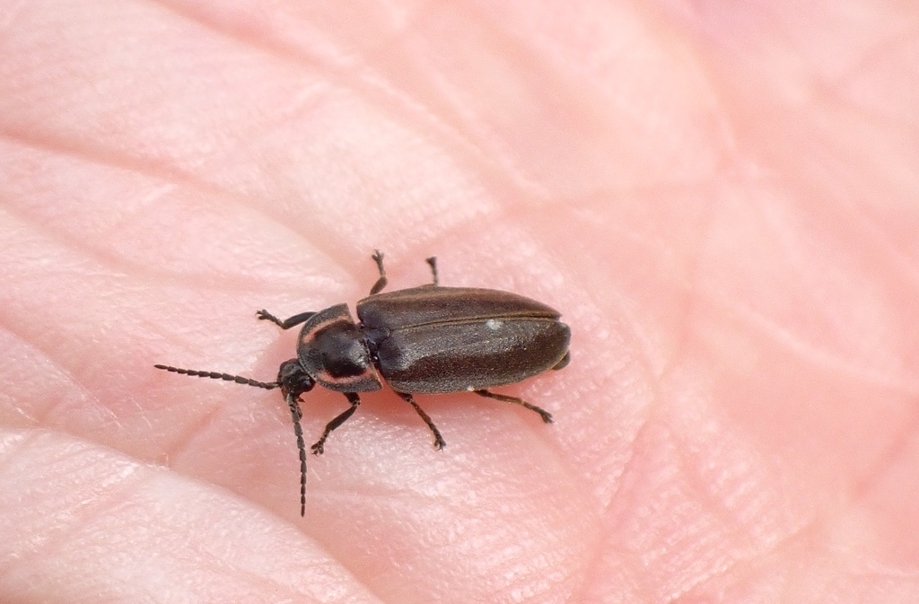 Winter Firefly