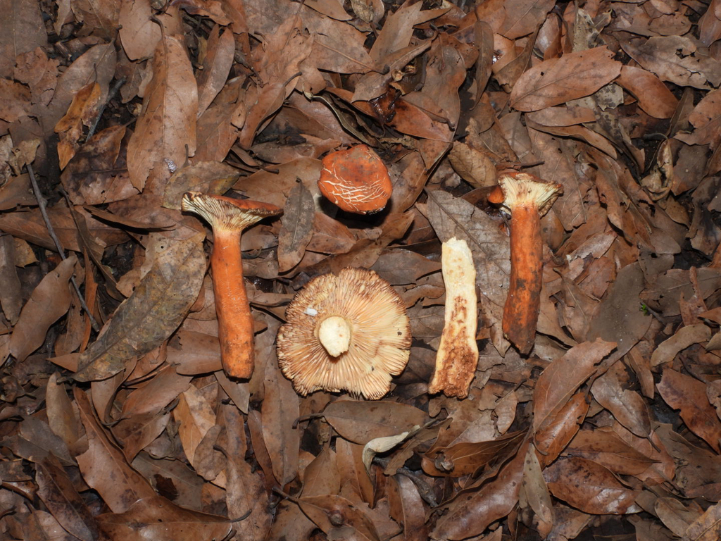 hygrophorus milkcap · August 2026 · photo: Photo: (c) Ricardo Betancourt Sánchez, some rights reserved (CC BY) · iNaturalist