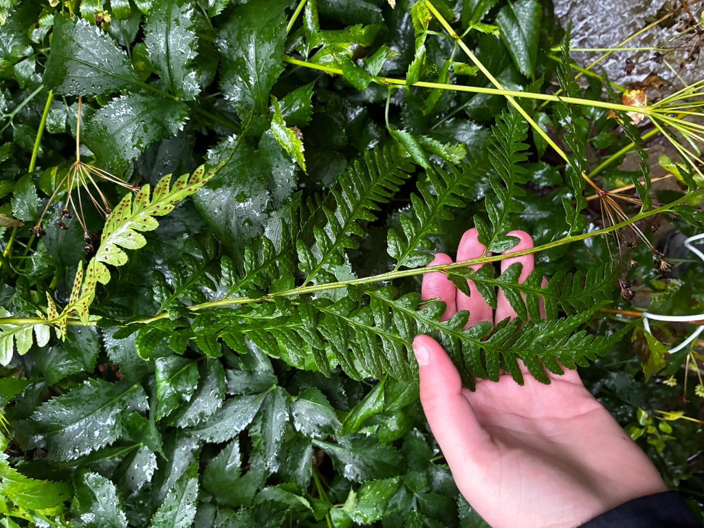 Dryopteris celsa; photograph author not stated, no rights reserved