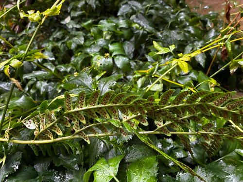 Dryopteris celsa, photograph 4