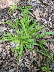 Dichanthelium laxiflorum, photograph (c) Anne Parker, some rights reserved (CC BY)