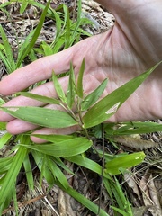 Dichanthelium laxiflorum, photograph (c) Anne Parker, some rights reserved (CC BY)