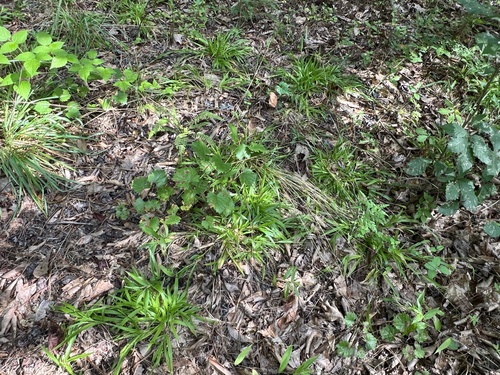 Dichanthelium laxiflorum, photograph 6