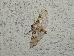 Azochis rufidiscalis
