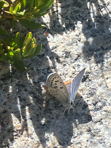 iNaturalist observation photo of Lupine Blue