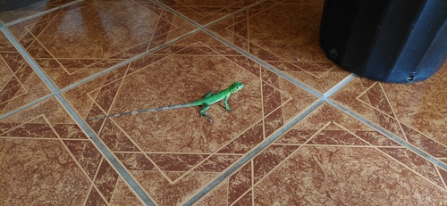 Black Spiny-tailed Iguana
