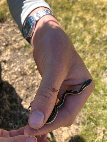 iNaturalist observation photo of Western Terrestrial Garter Snake