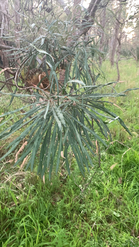 Banksia littoralis, photograph 4