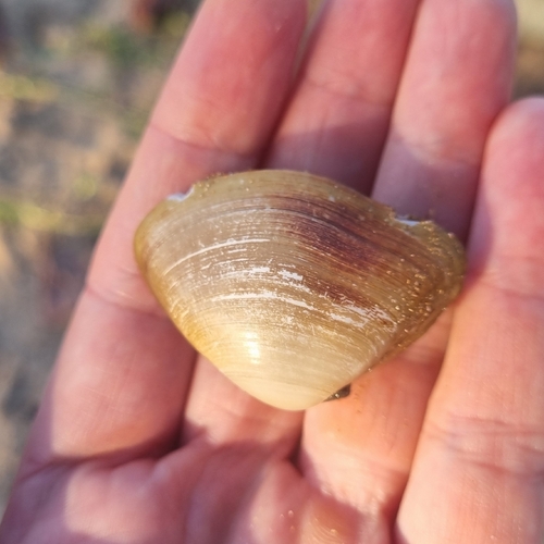Iphigenia brasiliensis observed 2026-08-02