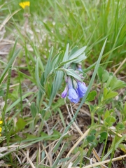 Mertensia lanceolata