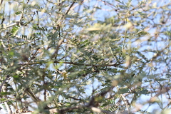 Prosopis articulata
