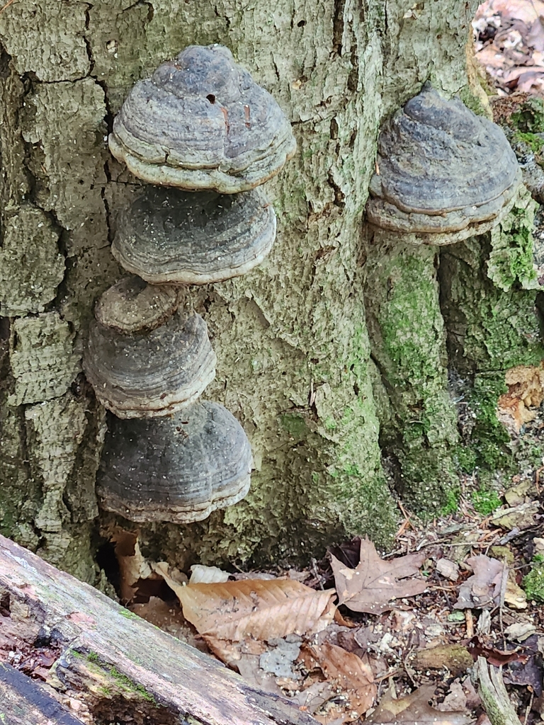Tinder Polypore · August 2026 · photo: Photo: (c) Judy Dobles, some rights reserved (CC BY) · iNaturalist