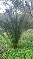Macrozamia fraseri, photograph (c) Millie Brady, some rights reserved (CC BY)