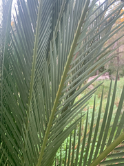 Macrozamia fraseri, photograph (c) Millie Brady, some rights reserved (CC BY)