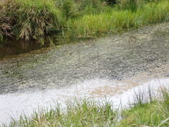 Potamogeton maackianus