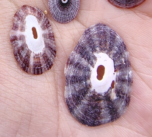 Fissurella limbata observed 2026-08-02