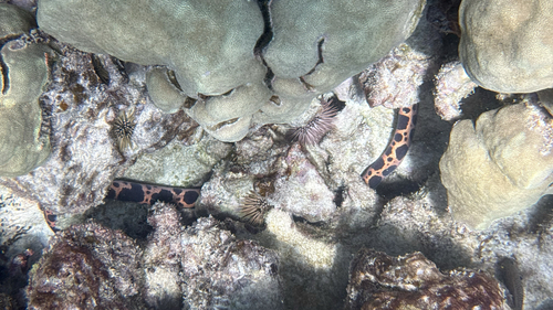 Scuticaria tigrina, 2026-07-27