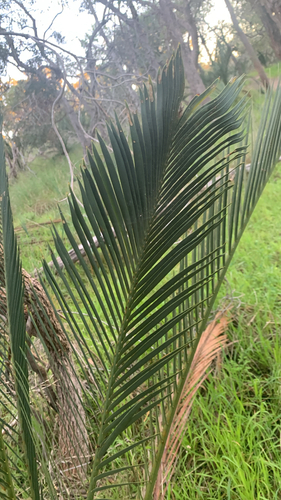 Macrozamia fraseri
