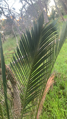 Macrozamia fraseri