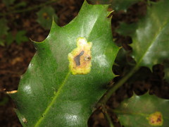 Phytomyza ilicis