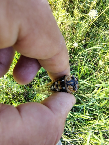 Bush Cicada
