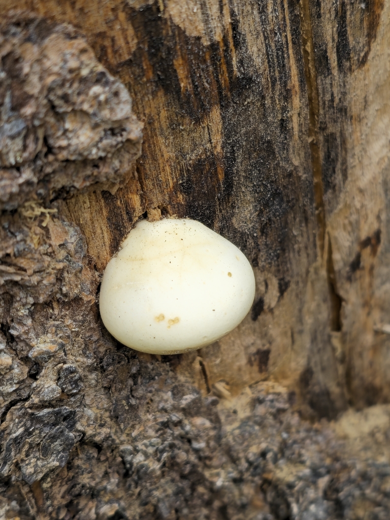 Veiled Polypore · August 2026 · photo: Photo: (c) Alex Reitan, some rights reserved (CC BY) · iNaturalist