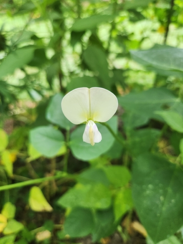 Vigna unguiculata observed 2026-07-19