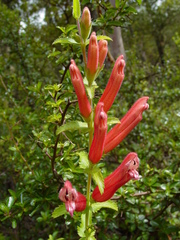 Lamourouxia rhinanthifolia