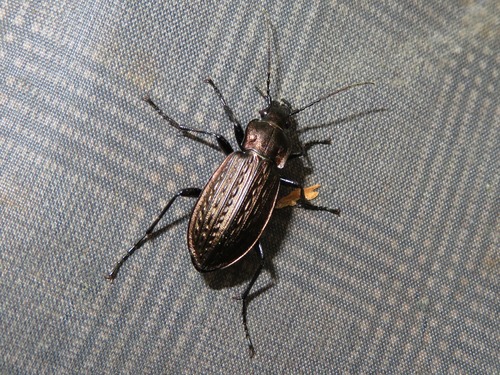 Granulated Ground Beetle, Leidschendam, Nederland, photo 8 of 10