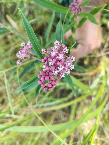 swamp milkweed