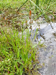 Juncus prismatocarpus leschenaultii