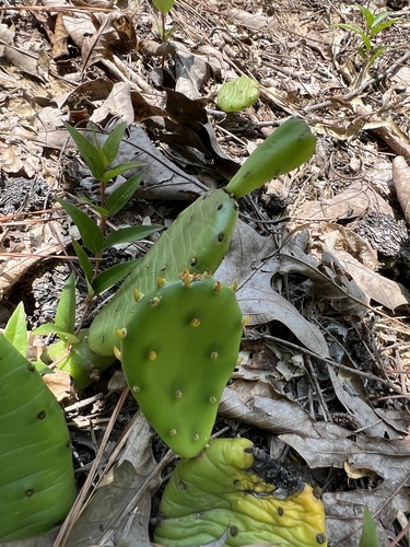 Opuntia mesacantha, photograph 2