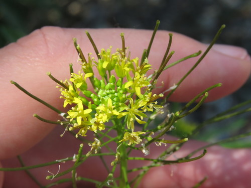 iNaturalist observation photo of London rocket