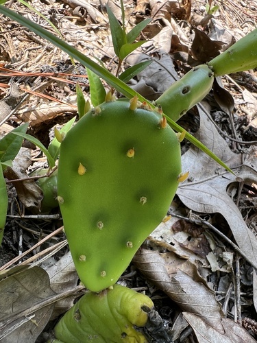 Opuntia mesacantha, photograph 3