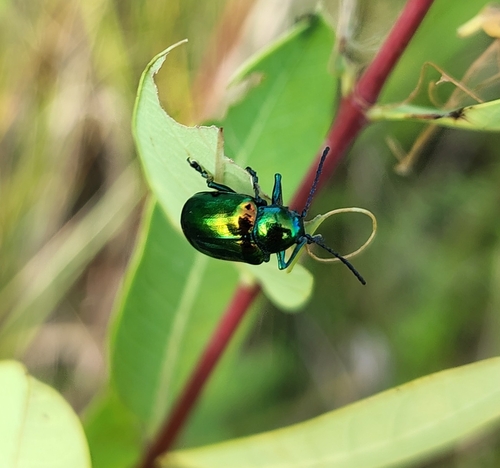 Dogbane Leaf Beetle