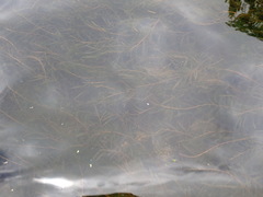 Potamogeton maackianus