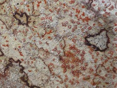 Arthonia rubrocincta