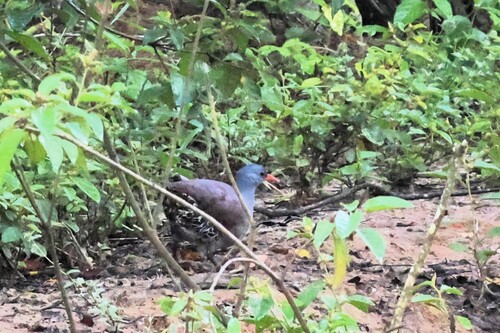 Tataupa Tinamou (Crypturellus tataupa), photo 3