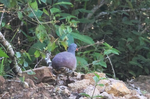 Tataupa Tinamou (Crypturellus tataupa), photo 4