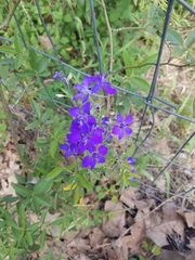 Delphinium consolida