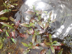 Persicaria dichotoma